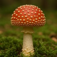Online-Seminar "Das geheime Bewusstsein der Pflanzen und Pilze"