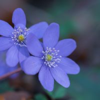 Channeling "Die Welt der Pflanzen, Pilze und der Tiere im neuen Hologramm" (PDF)