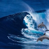 Channeling "Was hat es mit den Massenansammlungen der Delfine und Wale und ihrem Leben in 5D auf sich?" (PDF)